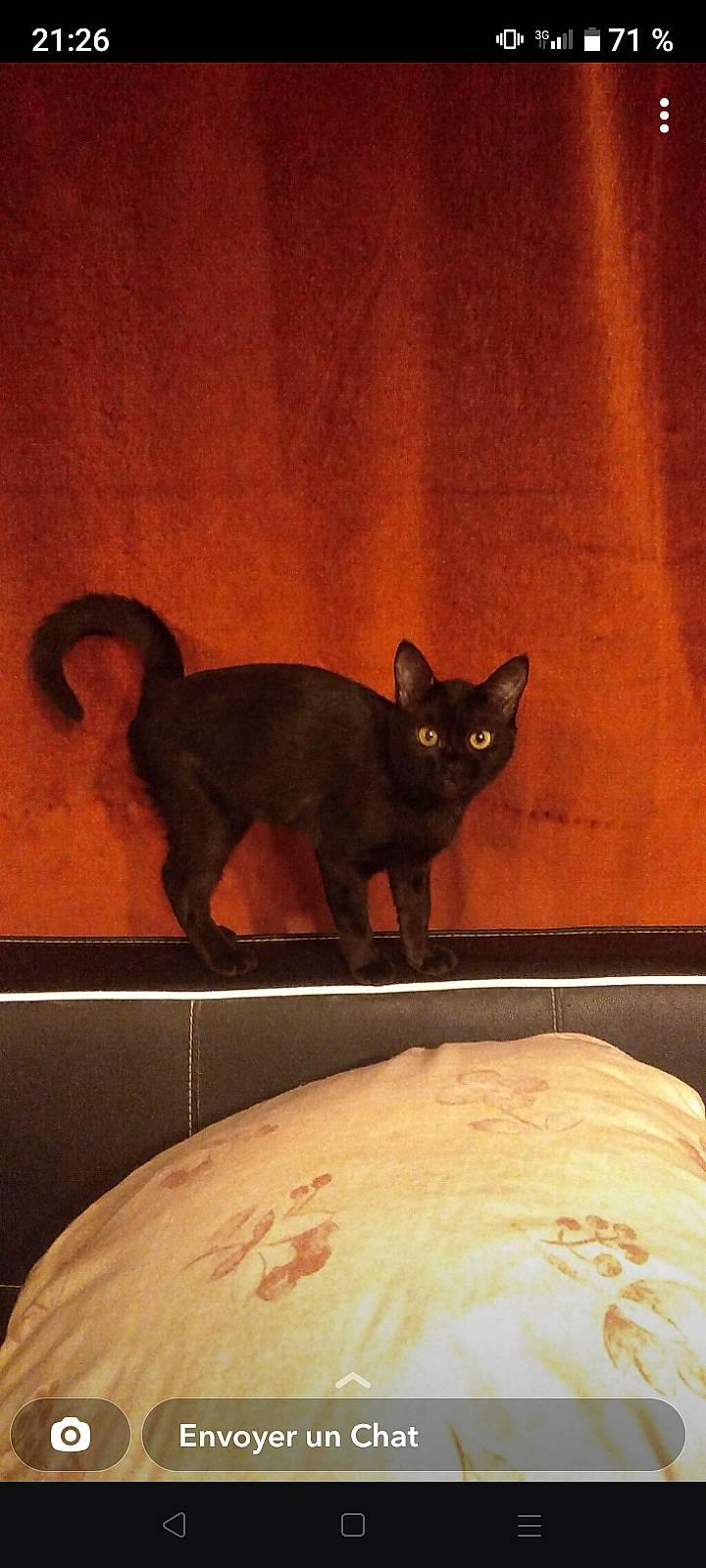 Bibiche a rejoint le concours — aidez-le/la à gagner de superbes lots ! artifact, black_cat, bombay, carnivore, cat, cat_supply, comfort, domestic_short_haired_cat, fawn, felidae, flooring, fur, hardwood, small_to_medium_sized_cats, snout, tail, terrestrial_animal, whiskers, window, wood