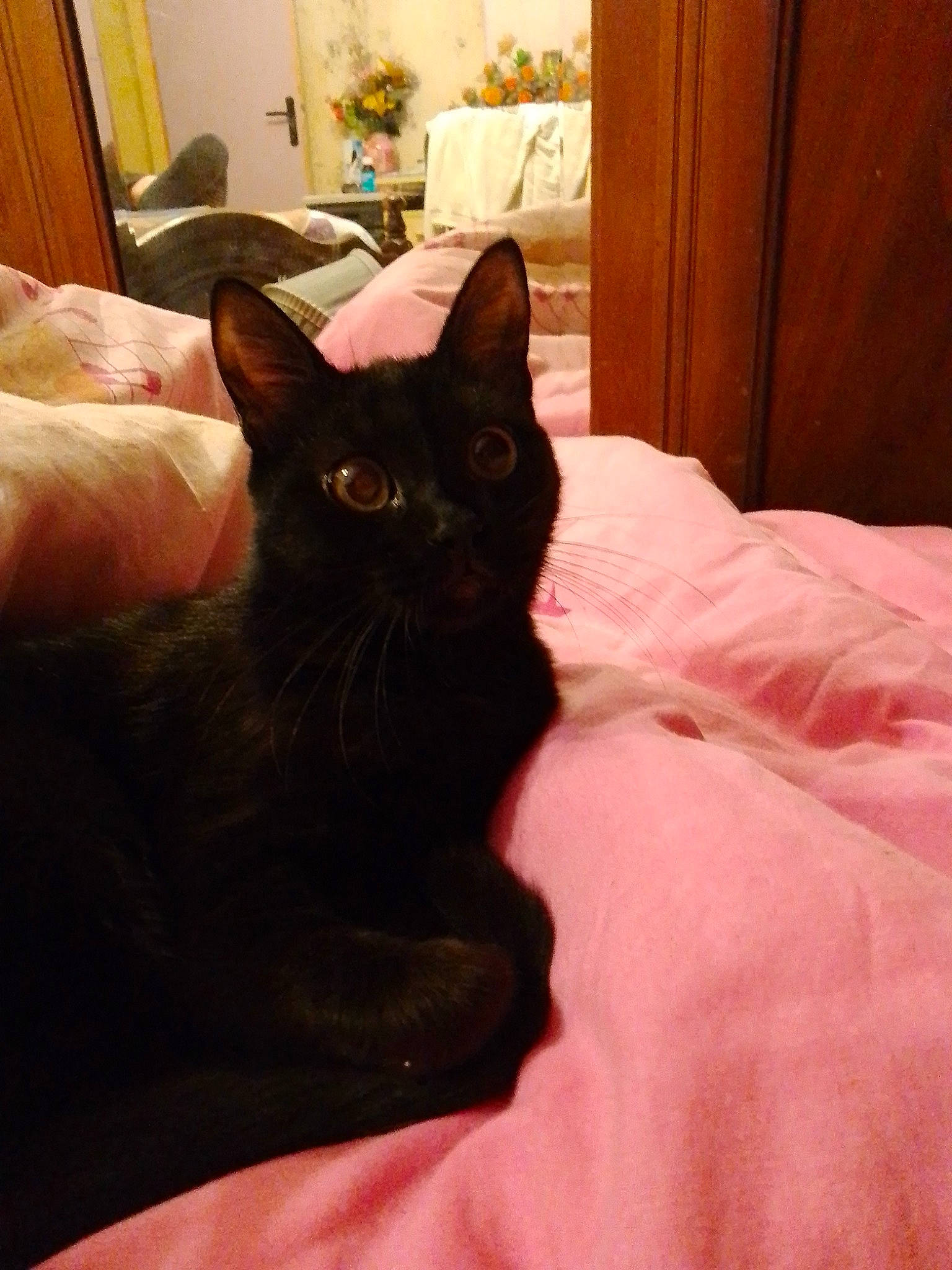 Bibiche participe au concours pour gagner de l'argent avec cette photo : bed, black_cat, bombay, brown, cabinetry, carnivore, cat, cat_supply, chair, comfort, domestic_short_haired_cat, felidae, flooring, fur, hardwood, room, small_to_medium_sized_cats, tail, whiskers, wood