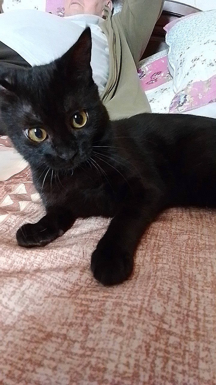 Bibiche participe au concours pour gagner de l'argent avec cette photo : black_cat, bombay, carnivore, cat, claw, comfort, domestic_short_haired_cat, felidae, flooring, foot, fur, paw, small_to_medium_sized_cats, snout, tail, terrestrial_animal, whiskers