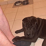 Nemo participe au concours pour gagner de l'argent avec cette photo : dog, paw, foot, slippers, tile_floor, indoor, pet, animal, brown_dog, resting, person_leg, cozy, affection, domestic, companion, floor, wall_socket, mat, dog_bowl, footwear