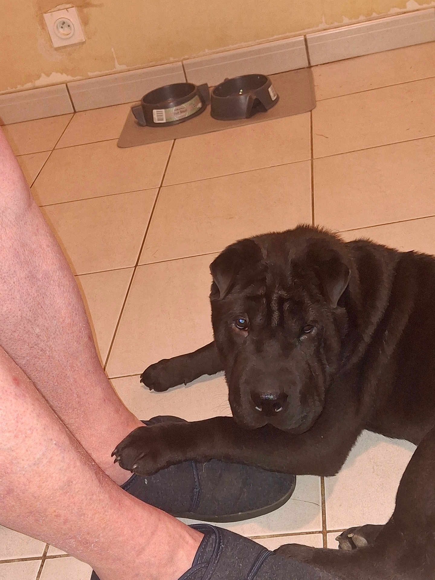Nemo participe au concours pour gagner de l'argent avec cette photo : dog, paw, foot, slippers, tile_floor, indoor, pet, animal, brown_dog, resting, person_leg, cozy, affection, domestic, companion, floor, wall_socket, mat, dog_bowl, footwear