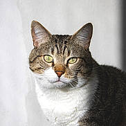 Baltar participe au concours pour gagner de l'argent avec cette photo : cat, tabby, green_eyes, fur, whiskers, pet, animal, portrait, close_up, indoor, white_background, striped, mammal, cute, feline, domestic_cat, looking_at_camera, soft_light, ears, face