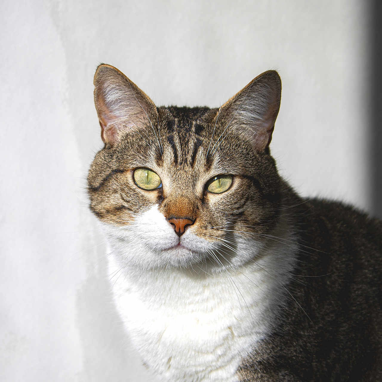 Baltar participe au concours pour gagner de l'argent avec cette photo : animal, cat, close_up, cute, domestic_cat, ears, face, feline, fur, green_eyes, indoor, looking_at_camera, mammal, pet, portrait, soft_light, striped, tabby, whiskers, white_background