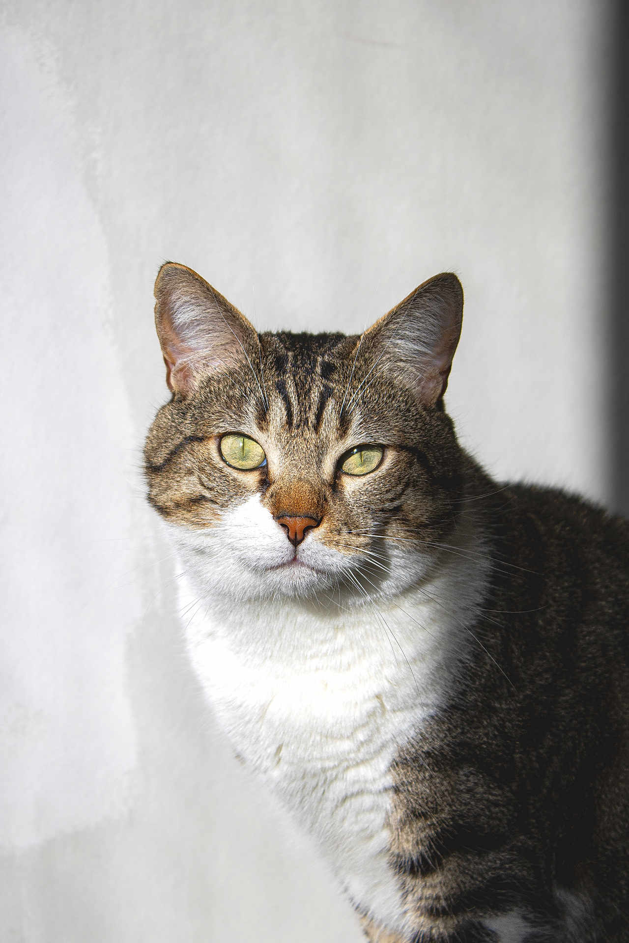 Baltar participe au concours pour gagner de l'argent avec cette photo : cat, tabby, green_eyes, fur, whiskers, pet, animal, portrait, close_up, indoor, white_background, striped, mammal, cute, feline, domestic_cat, looking_at_camera, soft_light, ears, face