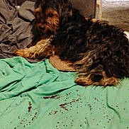 Bear joined the competition — help win amazing prizes! dog, couch, blanket, scruffy, indoor, brown, black, fur, pet, relaxed, messy, seed, crumb, fabric, home, animal, laying, resting, furniture, cozy