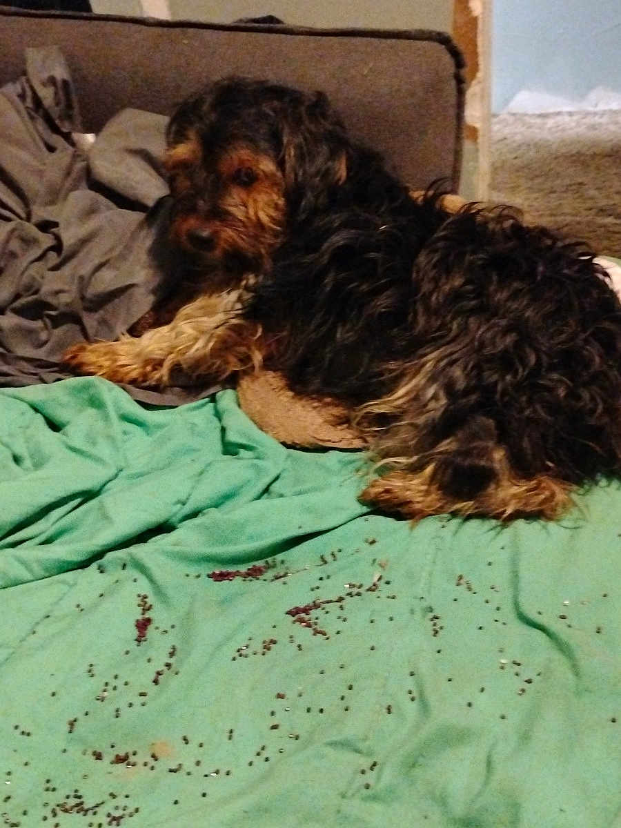 Bear joined the competition — help win amazing prizes! dog, couch, blanket, scruffy, indoor, brown, black, fur, pet, relaxed, messy, seed, crumb, fabric, home, animal, laying, resting, furniture, cozy