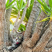 Yukie participe au concours pour gagner de l'argent avec cette photo : cat, tabby_cat, tree, tree_trunk, green_leaves, sunset, nature, outdoor, pet, animal, curious, fur, whiskers, closeup, wildlife, daylight, plant, branch, eye_contact, collar