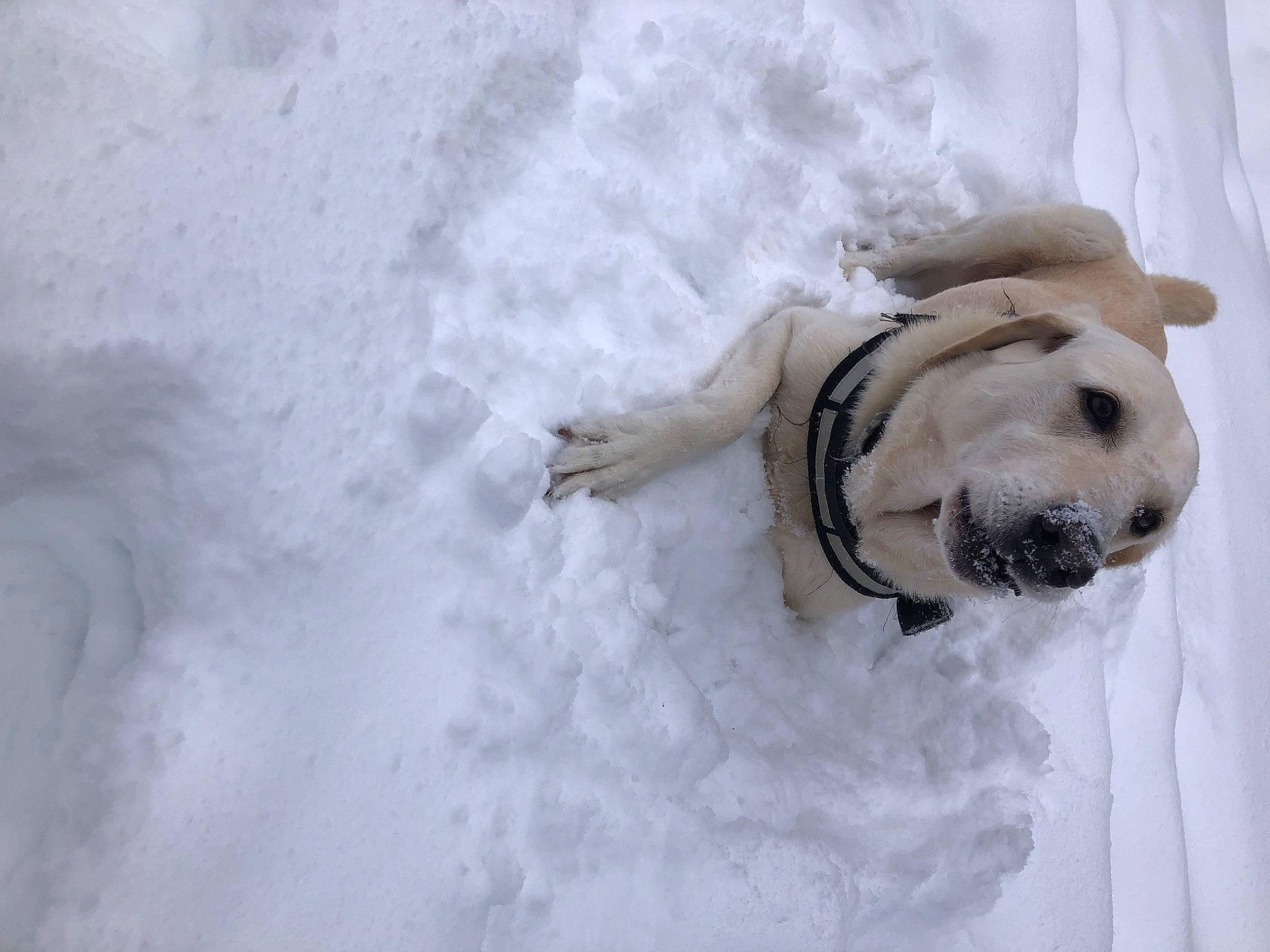 Jumpy participe au concours pour gagner de l'argent avec cette photo : canidae, carnivore, collar, companion_dog, dog, dog_breed, dog_collar, dog_supply, fawn, freezing, fur, pet_supply, puppy, retriever, snow, tail, whiskers, winter, working_animal, working_dog