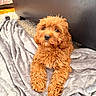 dog, puppy, apricot, curly_hair, fluffy, small_breed, pet, animal, portrait, sitting, indoor, blanket, gray_blanket, couch, furniture, cozy, warm_lighting, brown_eyes, black_nose, cute