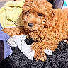 Hazel is registered to the contest to win money with this photo: puppy, dog, apricot, curly_fur, fluffy, brown_fur, black_nose, dark_eyes, lying_down, resting, blanket, towel, laundry, textile, indoor, cozy, closeup, portrait, pet, adorable