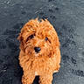 puppy, dog, apricot_coat, curly_fur, fluffy, pet, sitting, portrait, looking_at_camera, black_nose, brown_eyes, outdoor, mat, floor, door, adorable, companion_animal, small_dog, orange_fur, photography