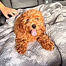 Hazel joined the competition — help win amazing prizes! puppy, dog, curly_fur, apricot_coat, tongue_out, black_nose, brown_eyes, pet, animal, car, backseat, blanket, gray_blanket, human_hand, portrait, indoor, cute, playful, relaxed, road_trip