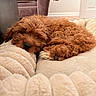 dog, puppy, sleeping, curly_fur, brown_fur, caramel_color, fluffy, pet, indoors, bed, blanket, plush, cozy, relaxed, resting, nose, closed_eyes, home, furniture, portrait