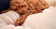 Hazel is registered to the contest to win money with this photo: dog, sleeping, curly_fur, apricot_coat, fluffy, small_dog, pet, couch, sofa, blanket, cream_colors, indoors, living_room, relaxed, resting, peaceful, cozy, paw, portrait, home_decor