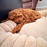 dog, sleeping, curly_fur, apricot_coat, fluffy, small_dog, pet, couch, sofa, blanket, cream_colors, indoors, living_room, relaxed, resting, peaceful, cozy, paw, portrait, home_decor