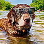 dog, water, sunglasses, river, outdoor, summer, animal, pet, nature, reflection, brown_fur, wet, cool, canine, sunny, greenery, shallow_water, daytime, relaxing, portrait