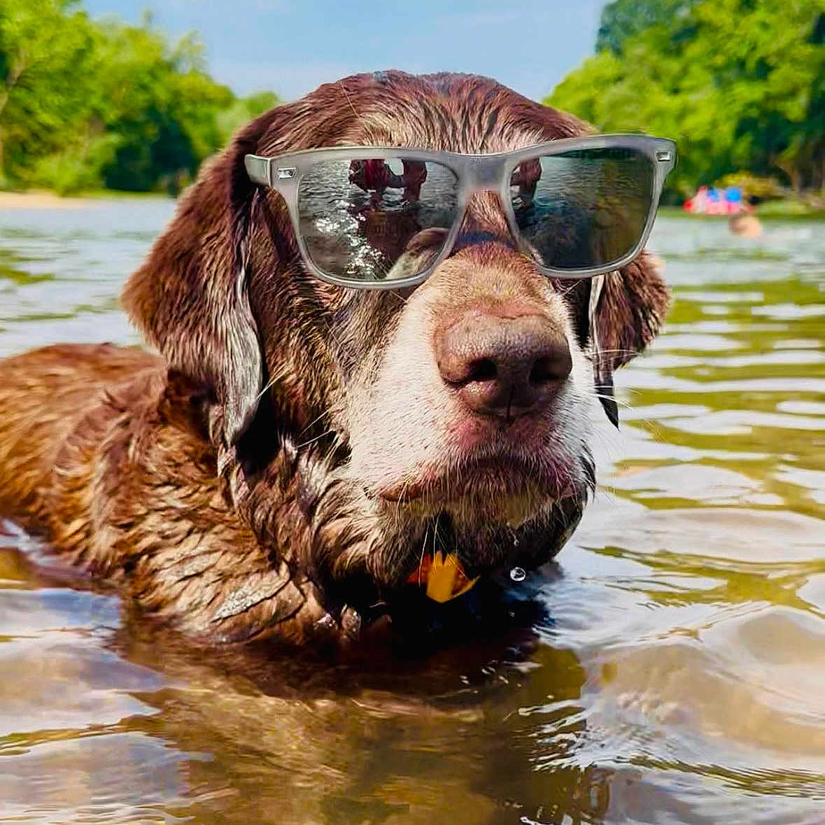 Zeus is registered to the contest to win money with this photo: animal, brown_fur, canine, cool, daytime, dog, greenery, nature, outdoor, pet, portrait, reflection, relaxing, river, shallow_water, summer, sunglasses, sunny, water, wet