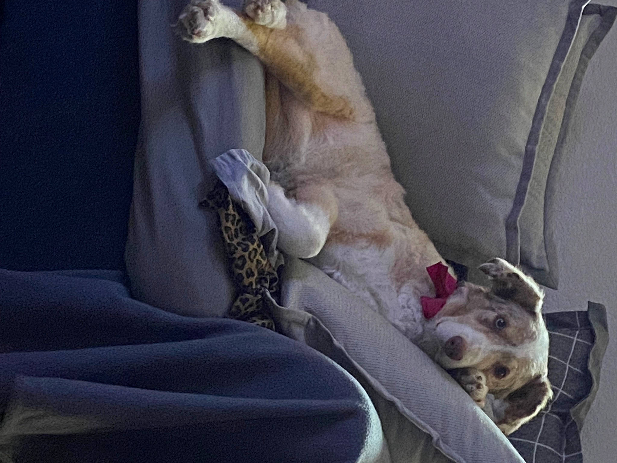 Arwin is registered to the contest to win money with this photo: canidae, carnivore, collar, comfort, companion_dog, couch, dog, dog_breed, dog_collar, dog_supply, fawn, fur, grey, linens, paw, snout, sporting_group, tail, whiskers, working_animal