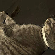 Draco The Menace joined the competition — help win amazing prizes! animal, calm, cat, closeup, collar, cute, domestic, ears, feline, fur, indoor, paws, pet, relaxed, resting, sleeping, soft, striped, tabby, whiskers