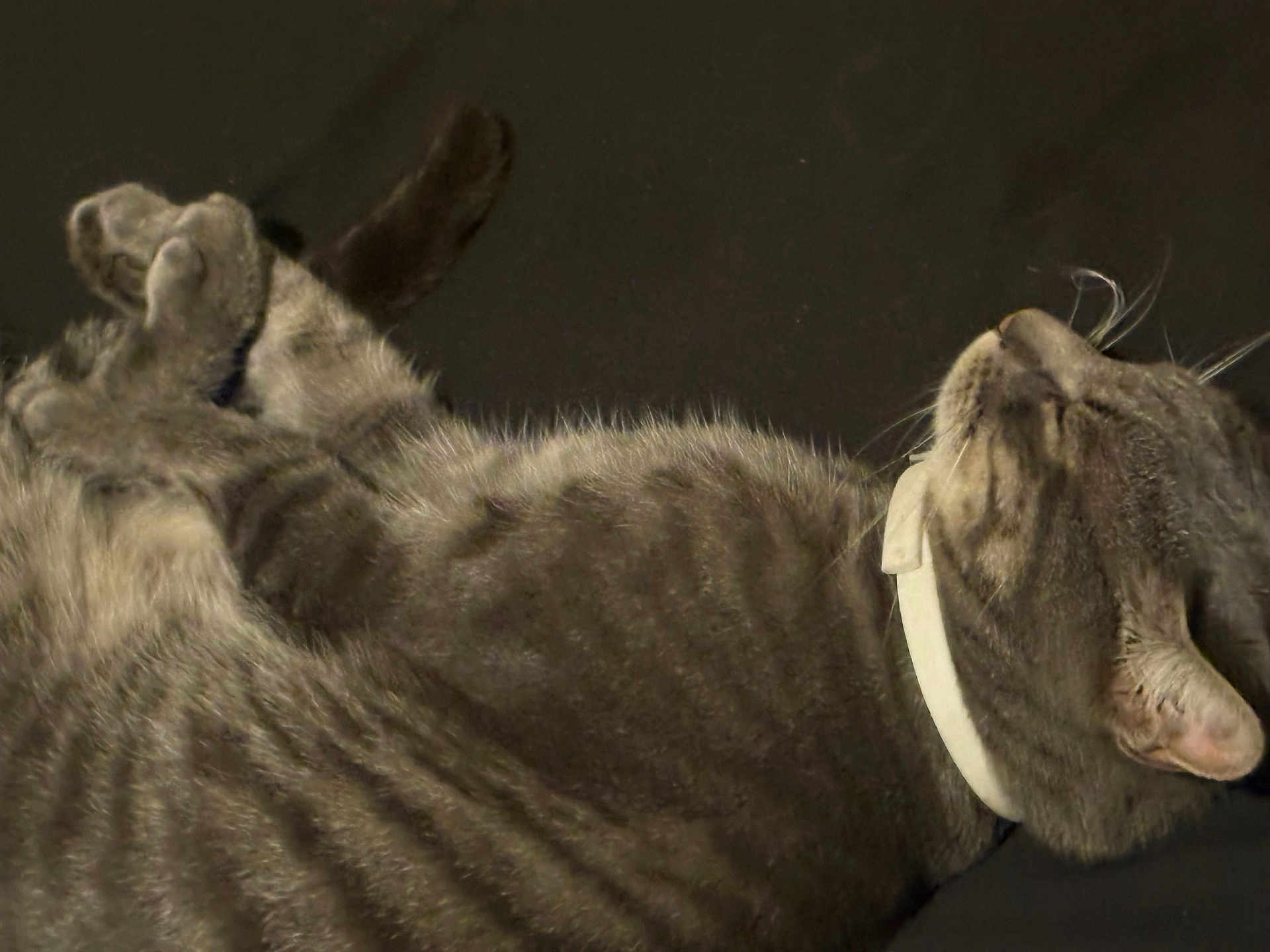 Draco The Menace joined the competition — help win amazing prizes! animal, calm, cat, closeup, collar, cute, domestic, ears, feline, fur, indoor, paws, pet, relaxed, resting, sleeping, soft, striped, tabby, whiskers