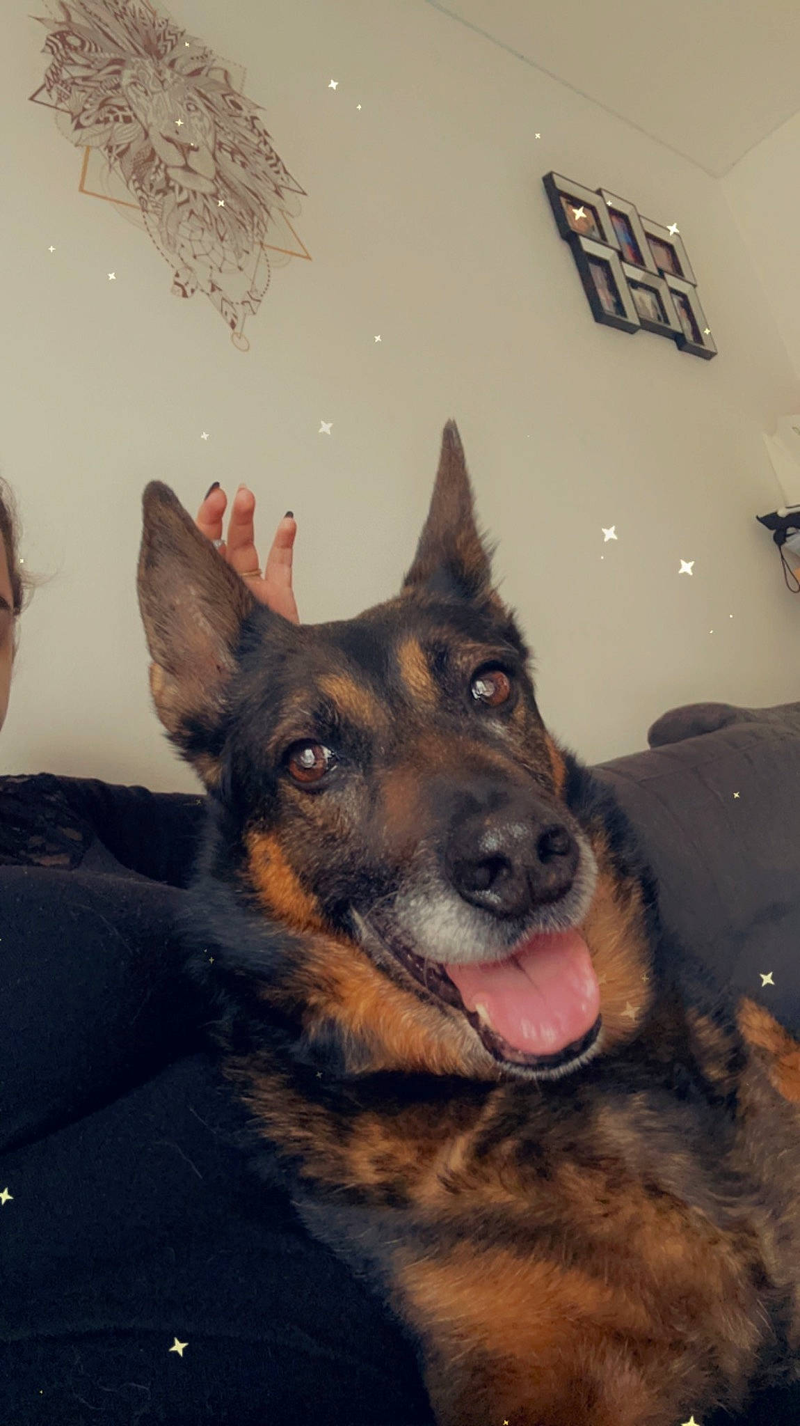 Douska a rejoint le concours — aidez-le/la à gagner de superbes lots ! canidae, canis, carnivore, companion_dog, dog, dog_breed, east_european_shepherd, fawn, fur, german_shepherd_dog, guard_dog, herding_dog, king_shepherd, old_german_shepherd_dog, snout, sporting_group, terrestrial_animal, whiskers, working_animal, working_dog