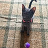 kitten, cat, gray_cat, pet, collar, pink_collar, toy, purple_toy, carpet, patterned_carpet, indoor, curious, looking_up, young_cat, feline, small_pet, playful, domestic_cat, animal, cute