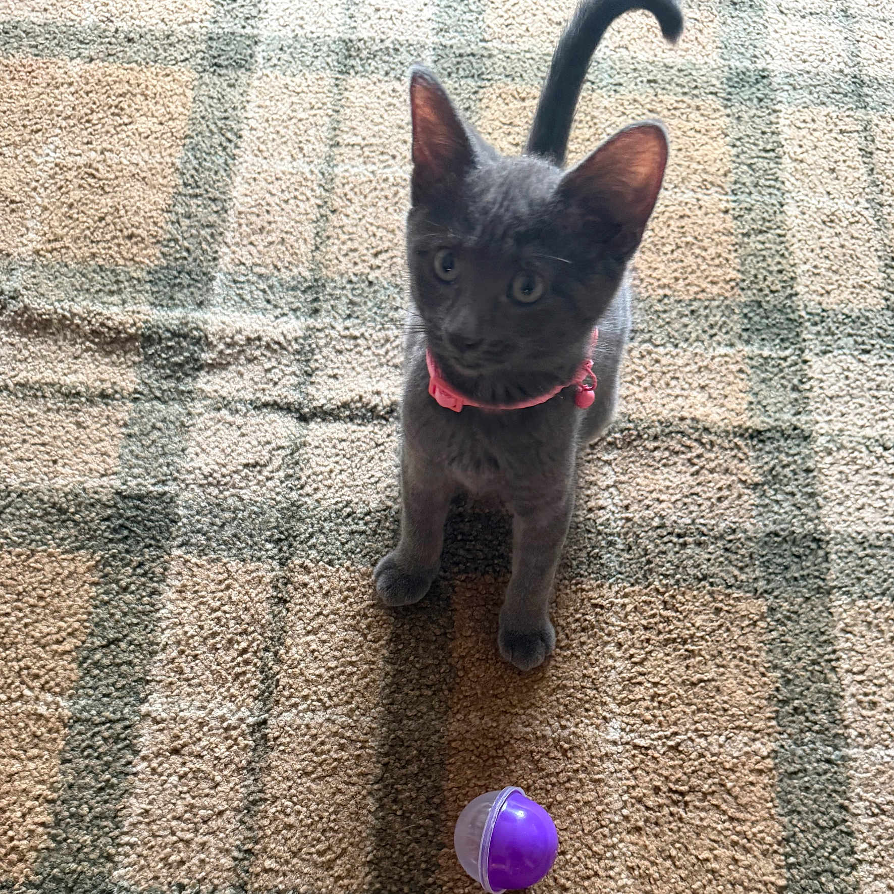 Sky joined the competition — help win amazing prizes! kitten, cat, gray_cat, pet, collar, pink_collar, toy, purple_toy, carpet, patterned_carpet, indoor, curious, looking_up, young_cat, feline, small_pet, playful, domestic_cat, animal, cute