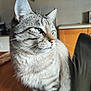Miniu participe au concours pour gagner de l'argent avec cette photo : cat, tabby, blue_eyes, whiskers, indoor, kitchen, wooden_table, feline, pet, animal, closeup, fur, striped, domestic_cat, sitting, portrait, household, calm, side_view, soft_light