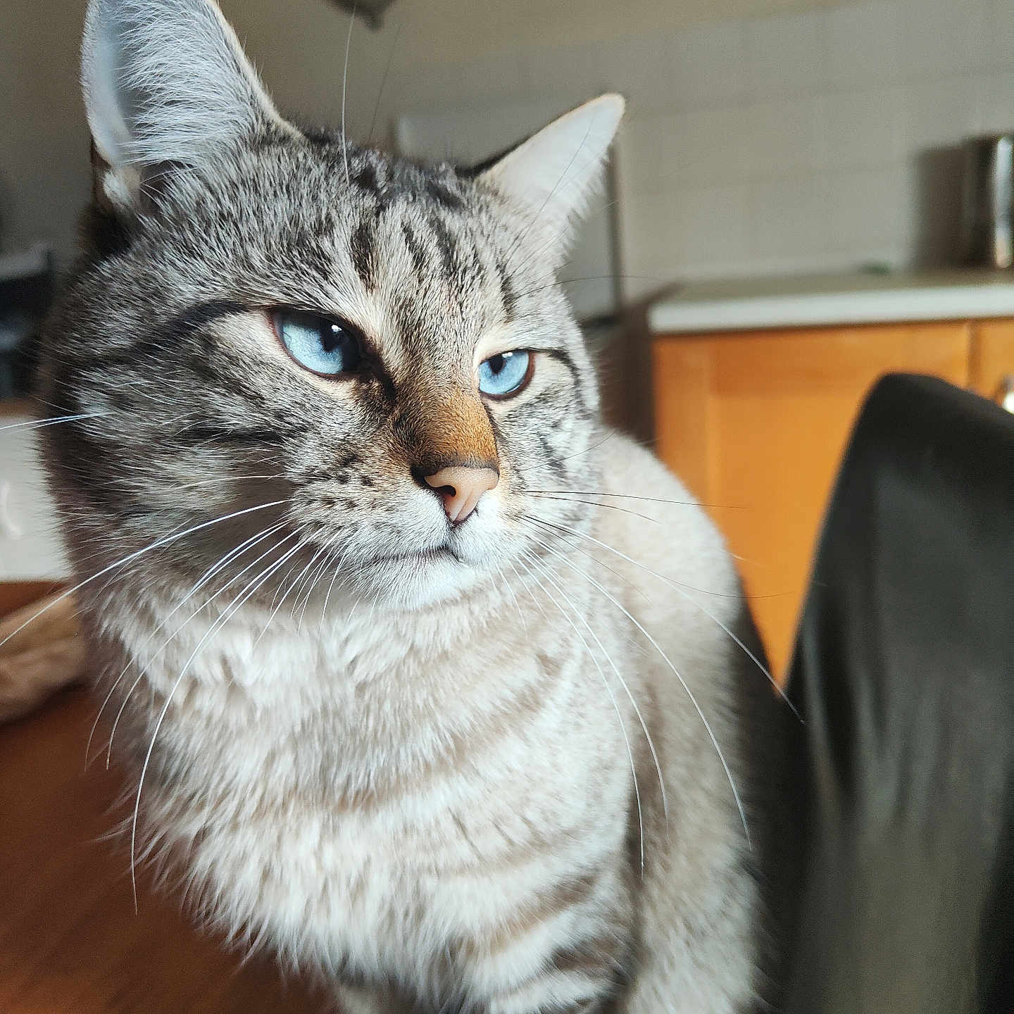Miniu a rejoint le concours — aidez-le/la à gagner de superbes lots ! animal, background_blur, blue_eyes, cat, closeup, cute, domestic_cat, feline, fur, household, indoor, kitchen, pet, portrait, sitting, soft_light, striped, tabby, whiskers, wooden_table