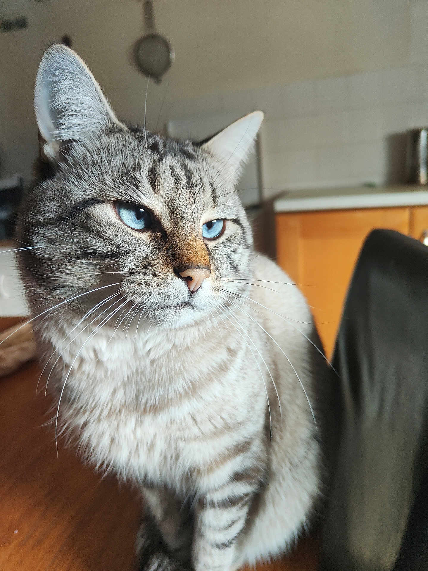 Miniu a rejoint le concours — aidez-le/la à gagner de superbes lots ! cat, tabby, blue_eyes, whiskers, fur, pet, animal, indoor, kitchen, wooden_table, domestic_cat, closeup, portrait, sitting, feline, cute, striped, soft_light, background_blur, household