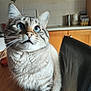 cat, blue_eyes, fluffy, tabby, indoor, kitchen, wooden_table, chair, curious, pet, feline, whiskers, close_up, domestic_animal, animal, fur, portrait, sitting, table, background