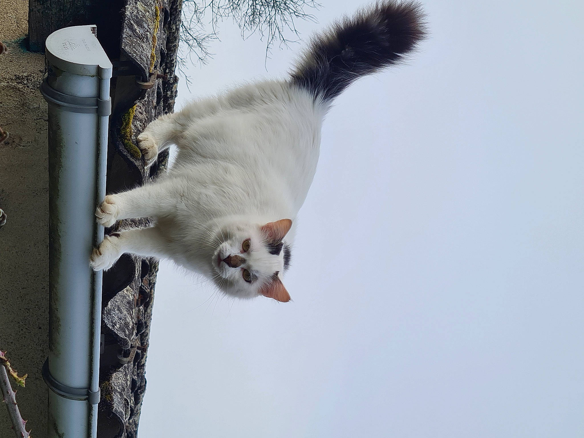 Angel a rejoint le concours — aidez-le/la à gagner de superbes lots ! canidae, carnivore, cat, claw, collar, dog_breed, domestic_short_haired_cat, fawn, felidae, freezing, fur, paw, small_to_medium_sized_cats, snout, snow, tail, terrestrial_animal, whiskers, wildlife, winter