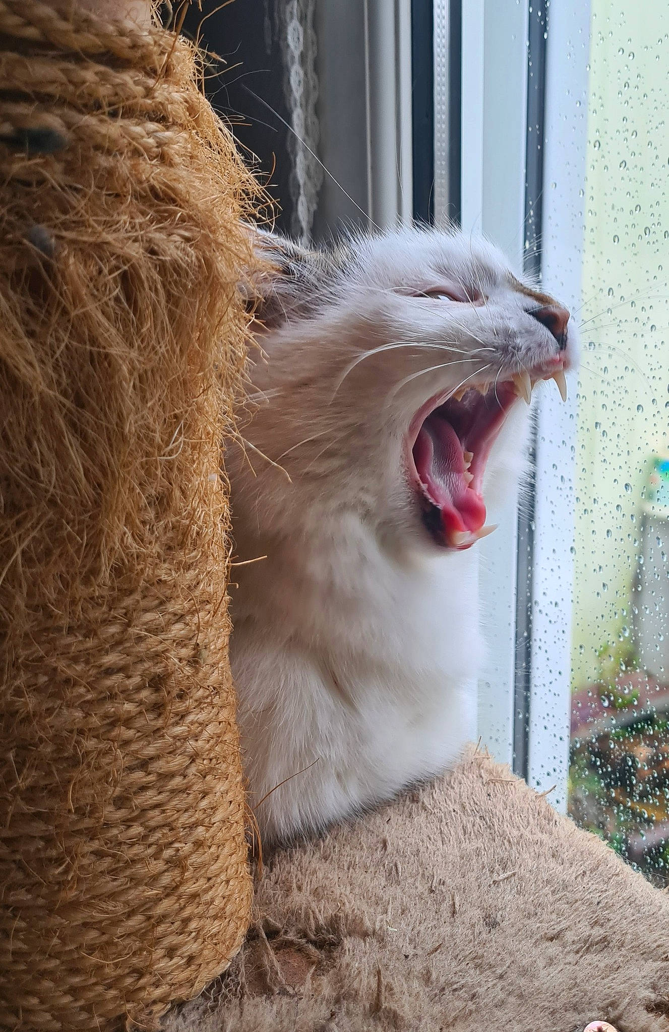 Angel a rejoint le concours — aidez-le/la à gagner de superbes lots ! animal_shelter, carnivore, cat, claw, domestic_short_haired_cat, fang, felidae, fur, grass, paw, pet_supply, small_to_medium_sized_cats, snout, terrestrial_animal, whiskers, window, yawn