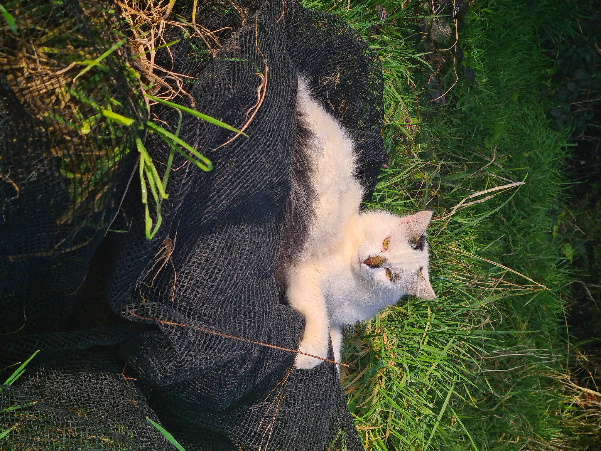 Angel participe au concours pour gagner de l'argent avec cette photo : canidae, carnivore, cat, domestic_short_haired_cat, fawn, felidae, fur, grass, paw, plant, small_to_medium_sized_cats, soil, sporting_group, tail, terrestrial_animal, tree, trunk, twig, whiskers, wildlife