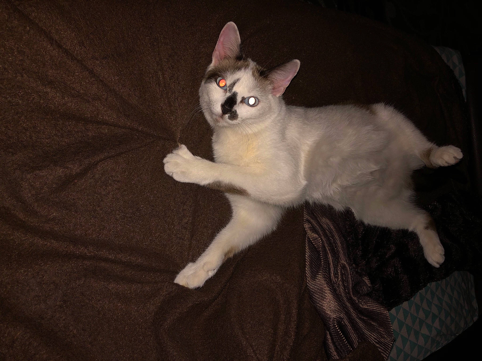 Plumette a rejoint le concours — aidez-le/la à gagner de superbes lots ! asian, balinese, burmilla, carnivore, cat, felidae, javanese, mammal, small_to_medium_sized_cats, tail, tonkinese, vertebrate, whiskers