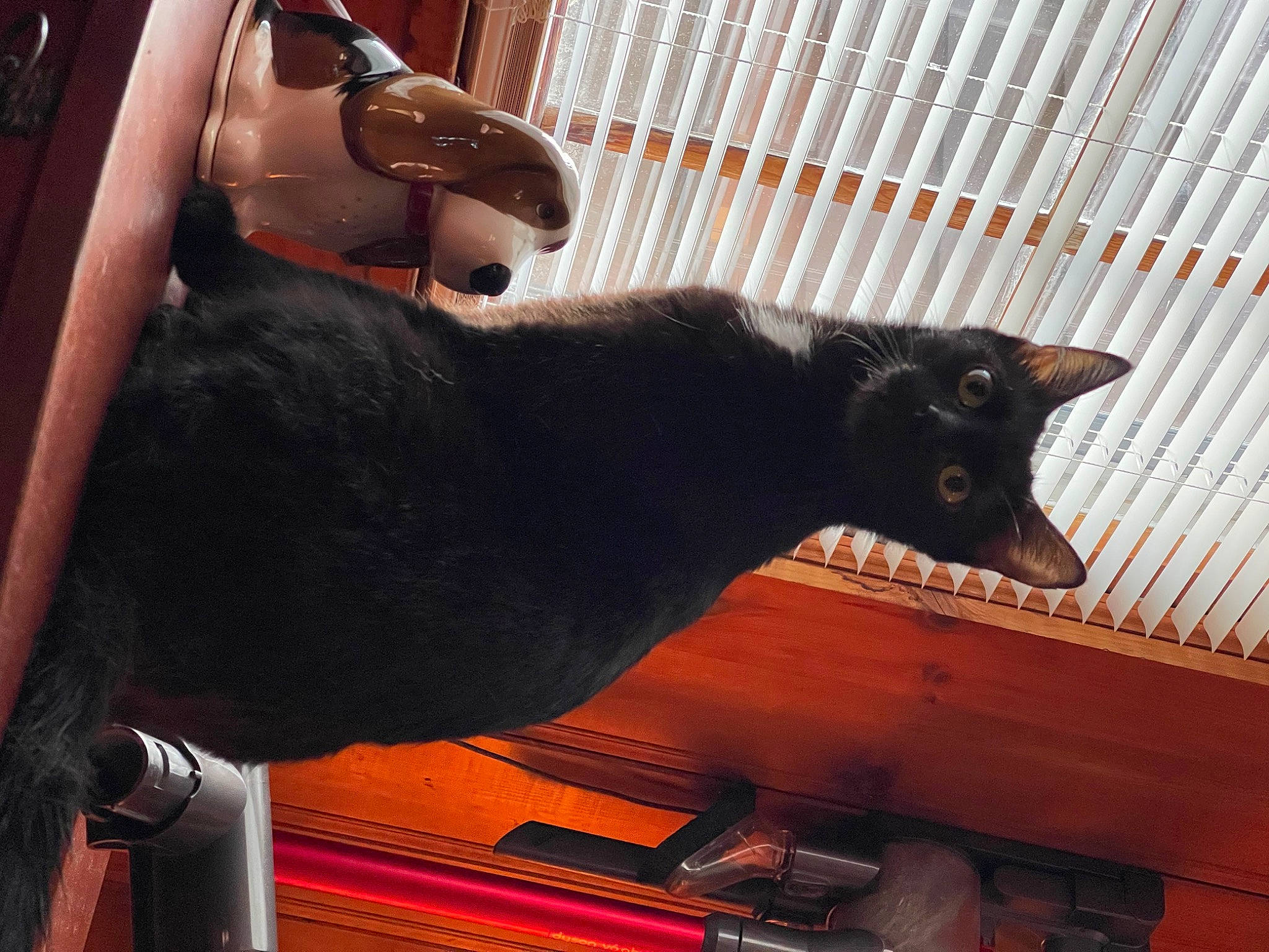 Stella is registered to the contest to win money with this photo: black_cat, bombay, canidae, carnivore, cat, comfort, dog_breed, domestic_short_haired_cat, felidae, fur, hardwood, mammal, plant, room, small_to_medium_sized_cats, snout, tail, vertebrate, whiskers, wood