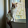 Toby is registered to the contest to win money with this photo: cat, window, indoor, animal, pet, orange_and_white, sitting, windowsill, natural_light, fur, tail, screen, plant, leafy, quiet, contemplative, domestic, house, daylight, closeup