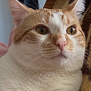 Toby joined the competition — help win amazing prizes! cat, orange_cat, white_cat, pet, feline, close_up, indoor, resting, blanket, fur, whiskers, ears, nose, eyes, cute, animal, portrait, cozy, relaxed, home