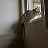 Toby is registered to the contest to win money with this photo: cat, windowsill, indoor, curious, light, shadow, wall, pet, animal, orange_and_white, feline, looking_out, quiet, home, window, daylight, resting, alert, domestic_cat, side_view