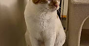 Toby joined the competition — help win amazing prizes! cat, orange_and_white_cat, cat_tree, indoor, pet, feline, animal, curious, perched, carpeted, cozy, home, looking_sideways, whiskers, ears, paws, neutral_wall, soft_lighting, domestic, cute