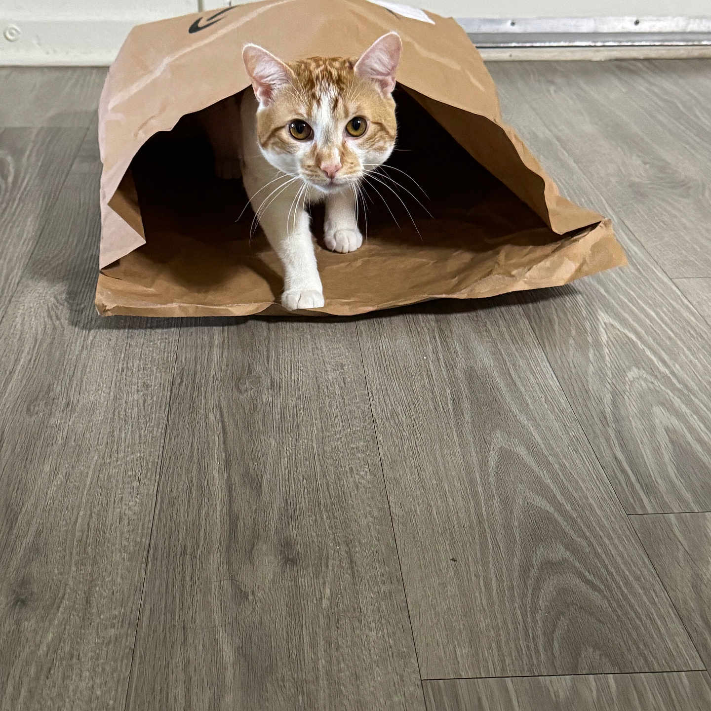 Toby