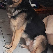 Rocky a rejoint le concours — aidez-le/la à gagner de superbes lots ! dog, german_shepherd, indoor, tile_floor, pet, animal, sitting, furniture, household, canine, ears, tail, fur, brown, black, looking, companion, domestic, alert, cute