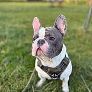 Arlo participe au concours pour gagner de l'argent avec cette photo : dog, french_bulldog, pet, animal, grass, outdoor, canine, cute, ears, face, leash, harness, nature, mammal, portrait, sitting, closeup, daylight, field, background_blur