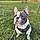 Arlo