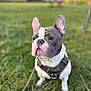 dog, french_bulldog, pet, animal, grass, outdoor, canine, cute, ears, face, leash, harness, nature, mammal, portrait, sitting, closeup, daylight, field, background_blur