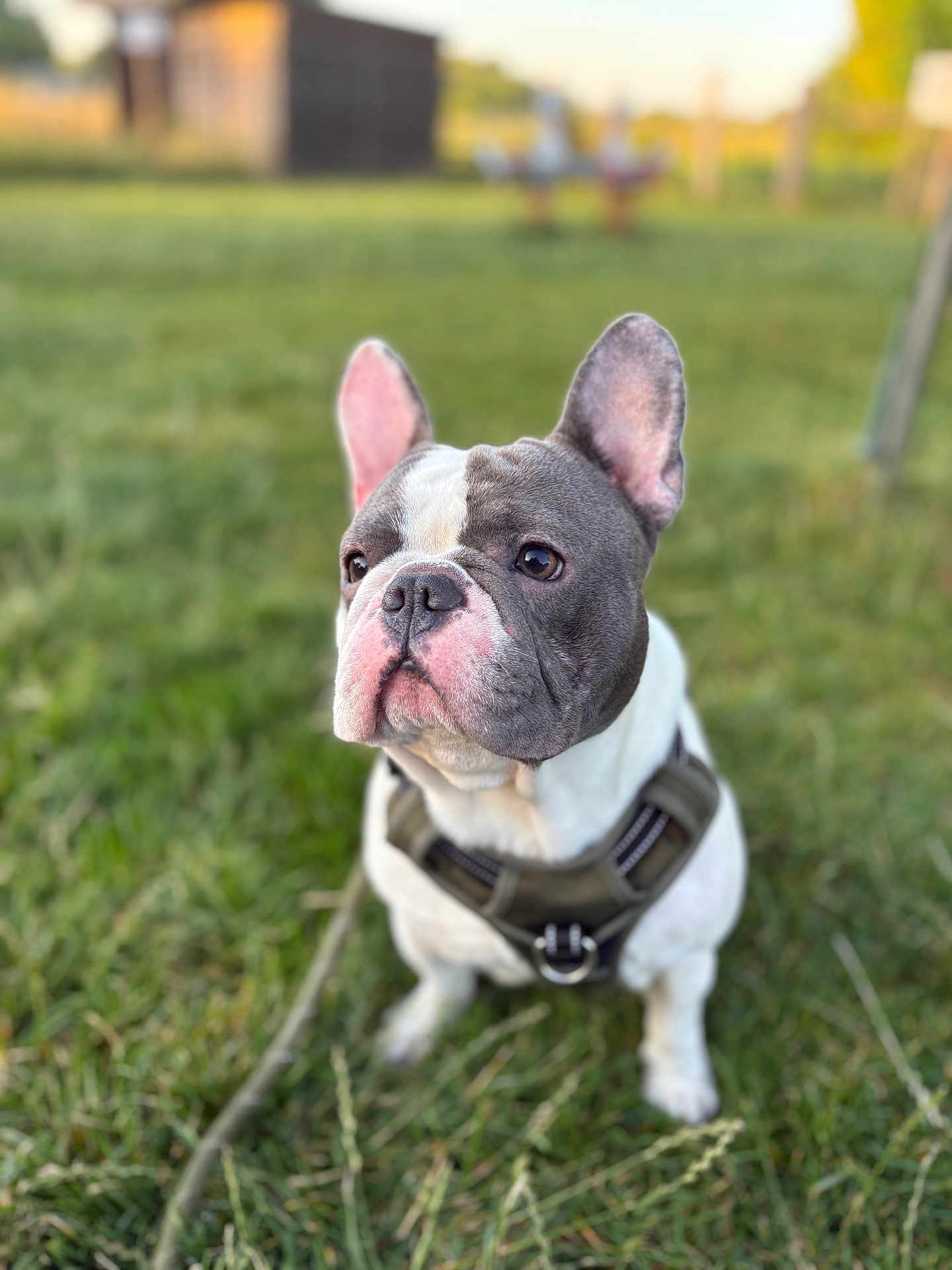 Arlo