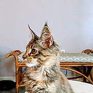 Diamond is registered to the contest to win money with this photo: cat, tabby, fluffy, pet, indoor, feline, whiskers, ears, curious, sitting, bench, cushion, painting, wall, floor, wooden_furniture, domestic_animal, side_view, portrait, house