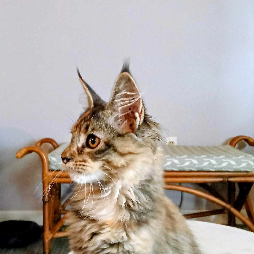 Diamond is registered to the contest to win money with this photo: cat, tabby, fluffy, pet, indoor, feline, whiskers, ears, curious, sitting, bench, cushion, painting, wall, floor, wooden_furniture, domestic_animal, side_view, portrait, house