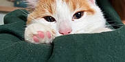 Olin is registered to the contest to win money with this photo: cat, orange_and_white, paw, pink_paw_pads, close_up, cozy, hoodie, green_clothing, indoor, blurred_background, framed_photo, children, portrait_photo, pet, cute, snuggling, animal, domestic_cat, feline, relaxed