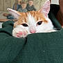 cat, orange_and_white, paw, pink_paw_pads, close_up, cozy, hoodie, green_clothing, indoor, blurred_background, framed_photo, children, portrait_photo, pet, cute, snuggling, animal, domestic_cat, feline, relaxed